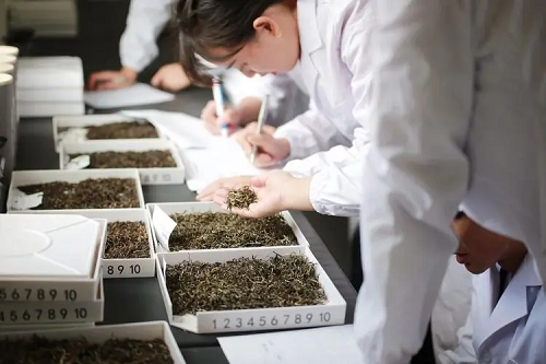 福建省第三届评茶员职业技能大赛即将开赛