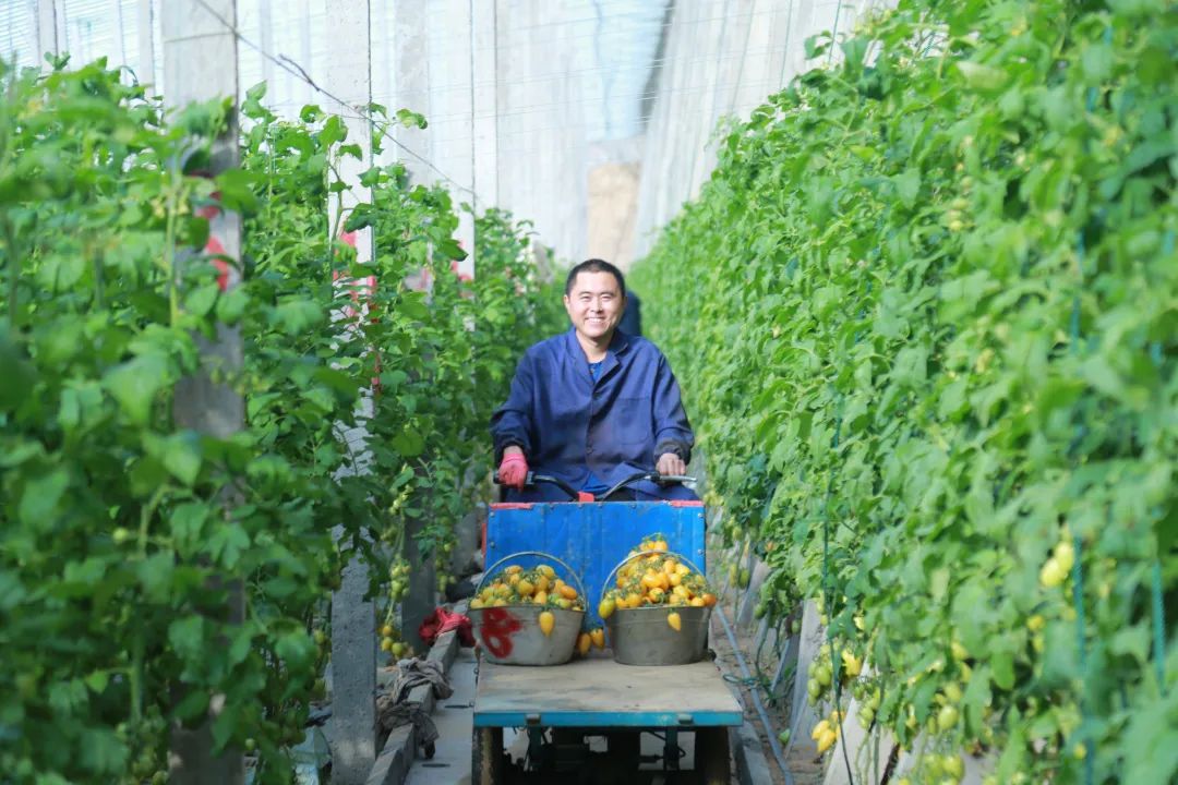 山东寿光：打造农业人才社会化服务新高地